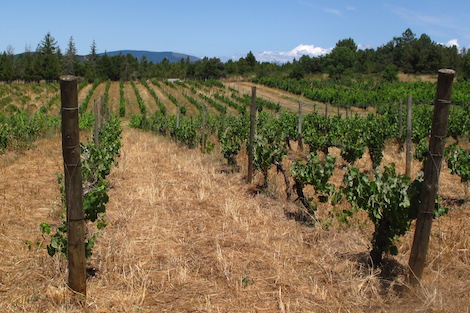 Quinta da Muradella: la artesanía del vino